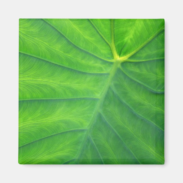 Elephant Öron - Colocasia Magnet (Framsidan)