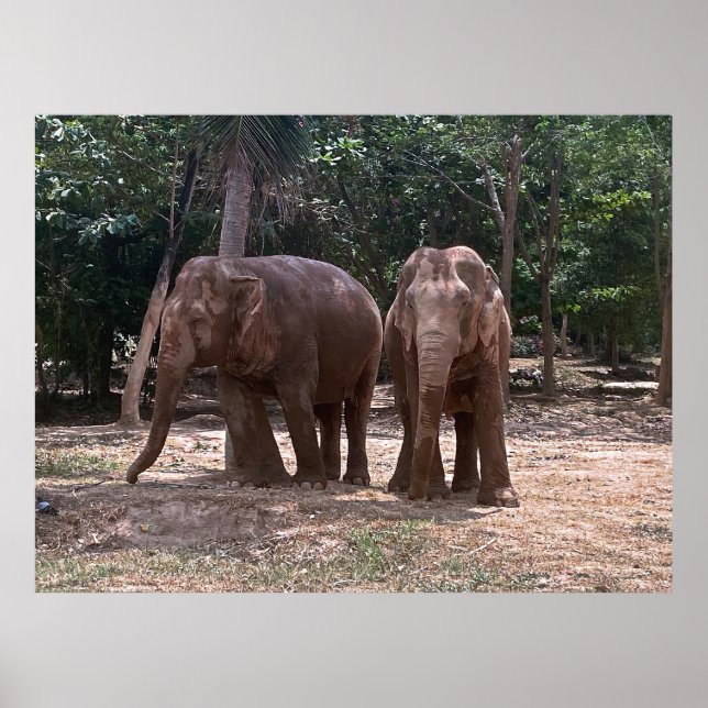 Elephant Pair Poster (Framsidan)