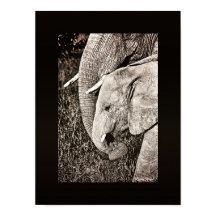 Elephant Photo African art PORTFOLIO storlek
