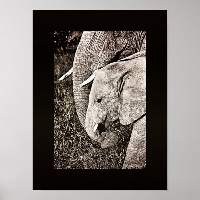 Elephant Photo African art PORTFOLIO storlek Poster (Framsidan)