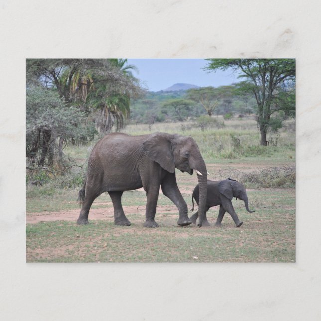 Elephant Photo mor och Baby Vykort (Framsida)