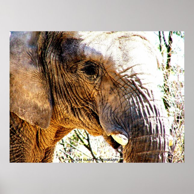 Elephant Photo Poster (Framsidan)