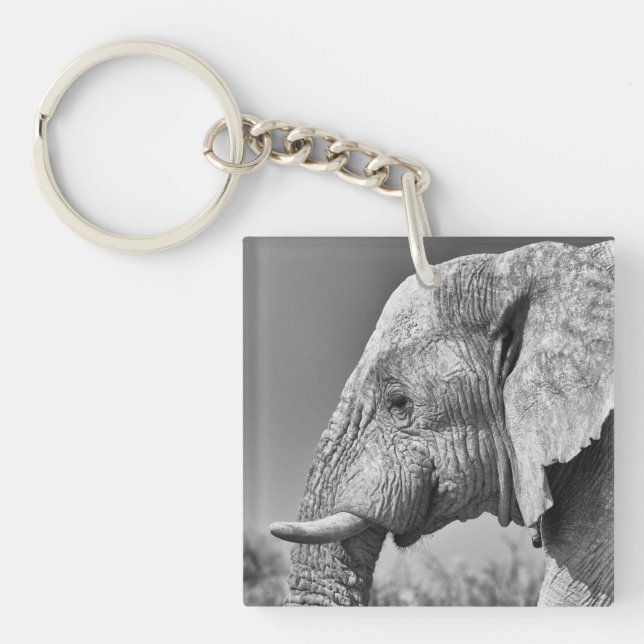 Elephant porträtt (Framsidan)