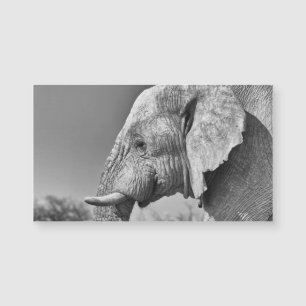 Elephant porträtt