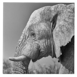 Elephant porträtt kakelplatta