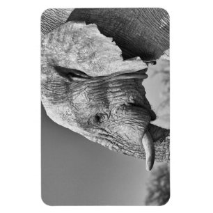 Elephant porträtt magnet