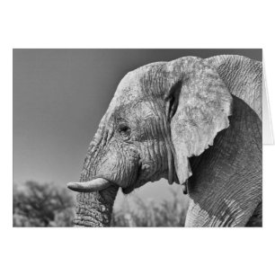 Elephant porträtt OBS kort