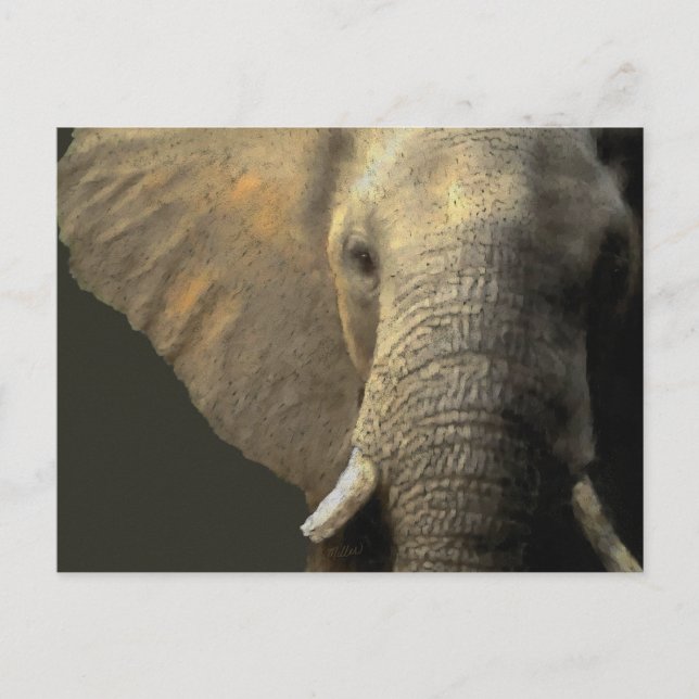 Elephant Porträtt Vykort (Framsida)