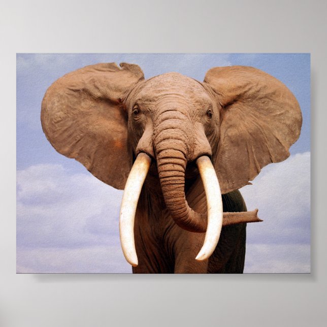 Elephant Poster (Framsidan)
