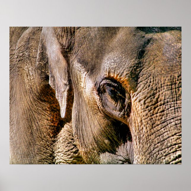 ELEPHANT POSTER (Framsidan)