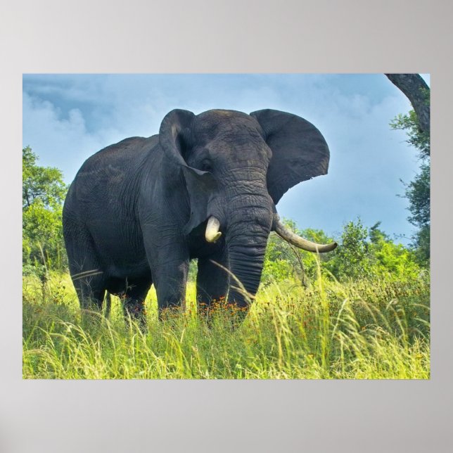 Elephant Poster (Framsidan)