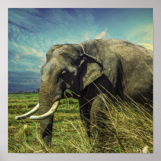 Elephant Poster (Framsidan)