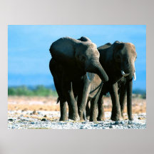 Elephant Poster