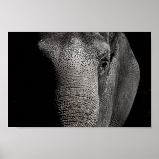 Elephant Poster (Framsidan)