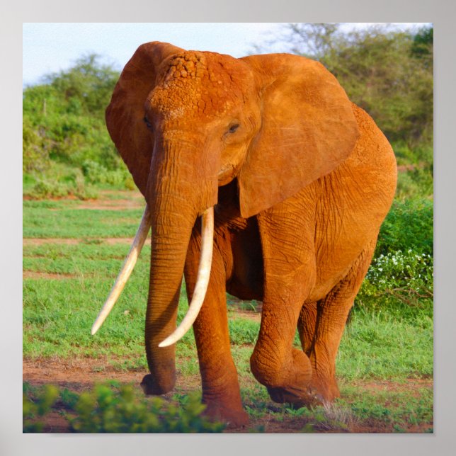 Elephant Poster (Framsidan)