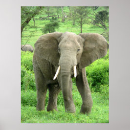 Elephant Poster