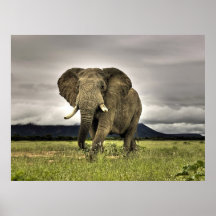 Elephant Poster