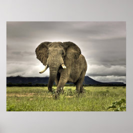 Elephant Poster