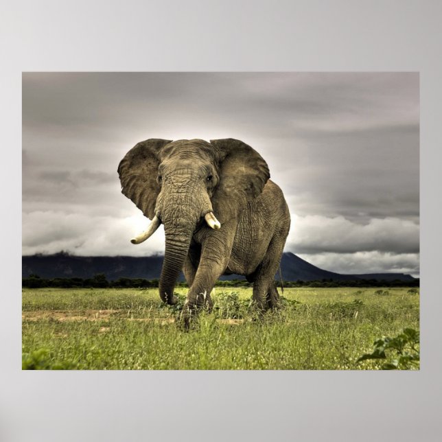 Elephant Poster (Framsidan)
