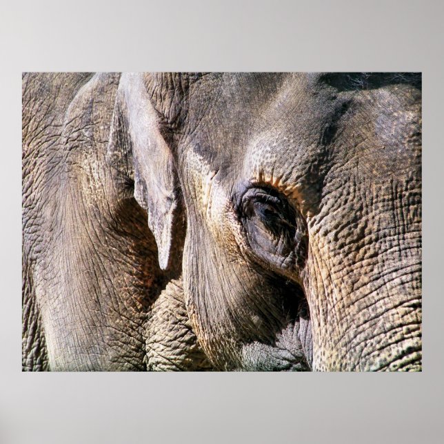 ELEPHANT POSTER (Framsidan)