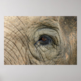 Elephant Poster