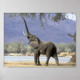 Elephant Poster