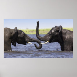 Elephant Poster