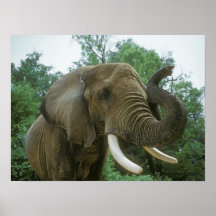 Elephant Poster