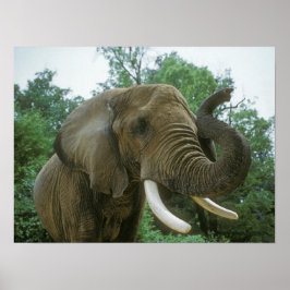 Elephant Poster