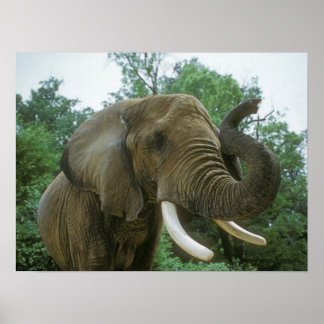 Elephant Poster