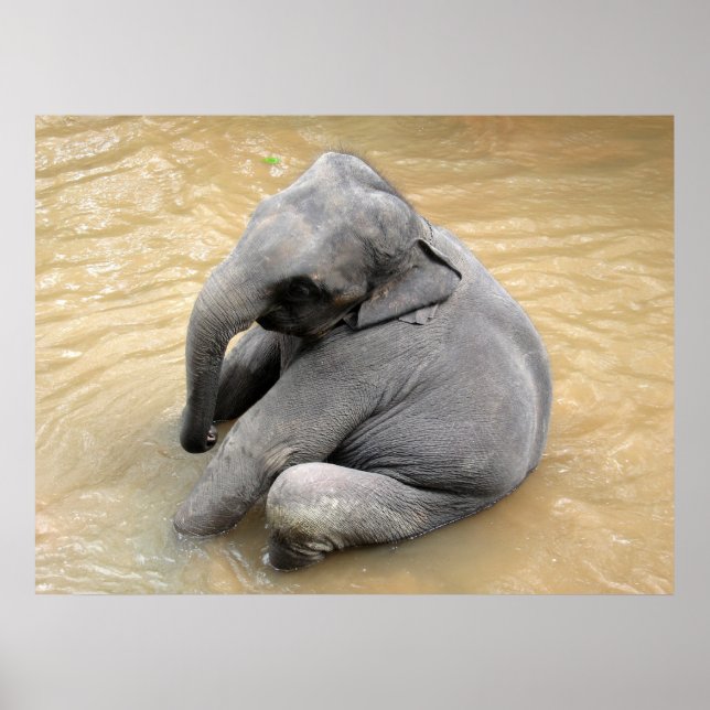 Elephant Poster (Framsidan)