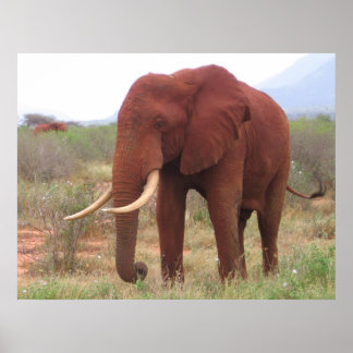 Elephant Poster
