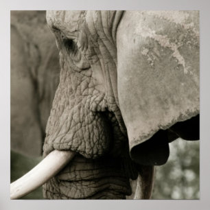 Elephant Poster