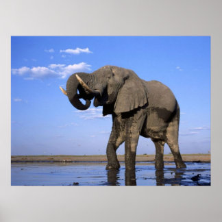 Elephant Poster