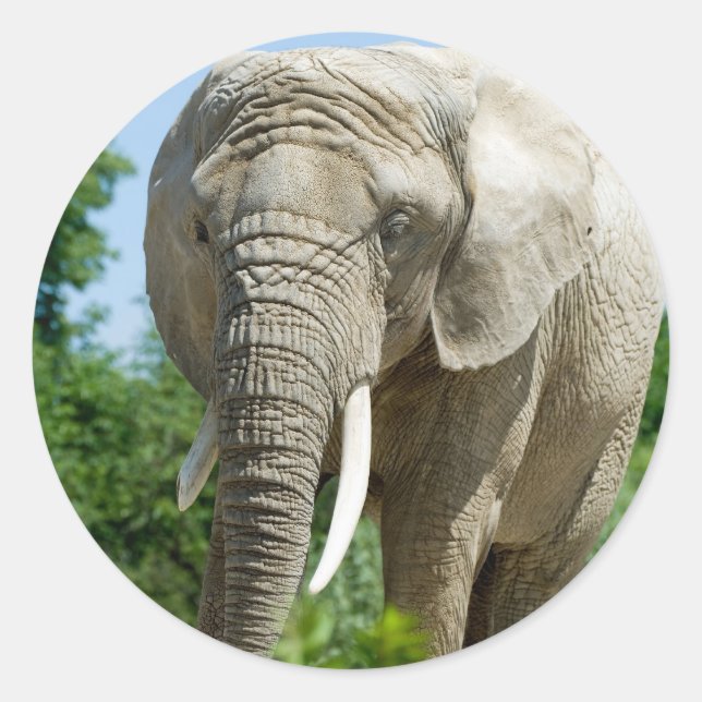 Elephant Runt Klistermärke (Framsida)
