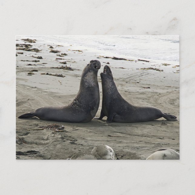 Elephant Sälar Fighting Postcard Vykort (Framsida)