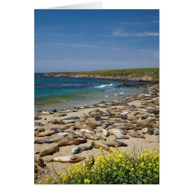 Elephant Sälar Hälsningskort (Framsidan)