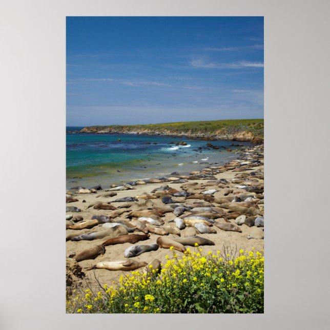 Elephant Sälar Poster (Framsidan)