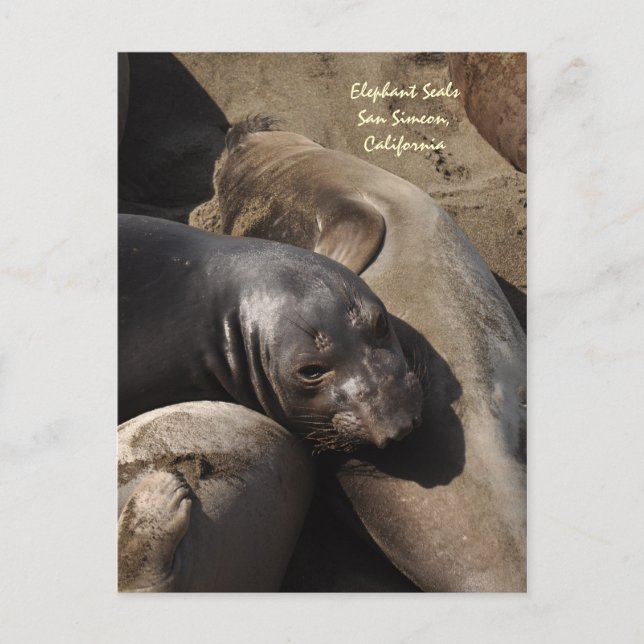 Elephant Sälar, San Simeon, Kalifornien Vykort (Framsida)