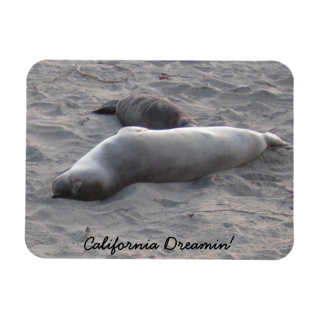 Elephant Sälar vid Piedras Blancos Beach Magnet (Horisontell)