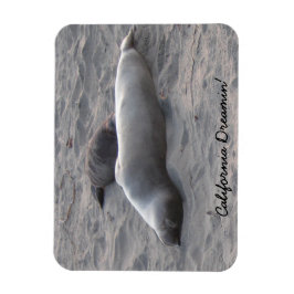 Elephant Sälar vid Piedras Blancos Beach Magnet