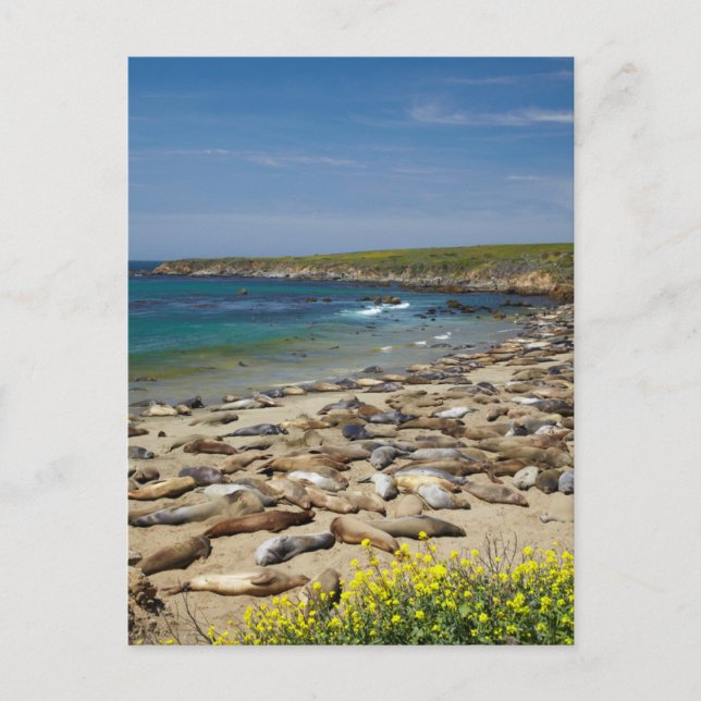 Elephant Sälar Vykort (Framsida)