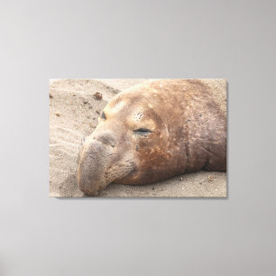 Elephant Seal Canvastryck