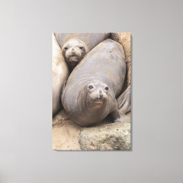 Elephant Seal Canvastryck