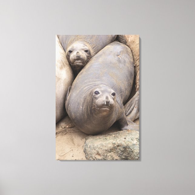 Elephant Seal Canvastryck (Framsida)