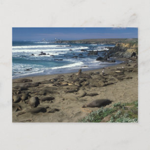 Elephant Seal Colony California Kusten Vykort