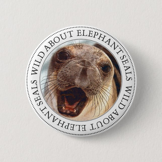 Elephant Seal Knapp (Framsida)