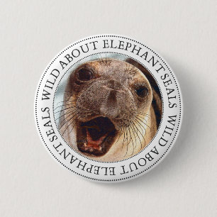 Elephant Seal Knapp