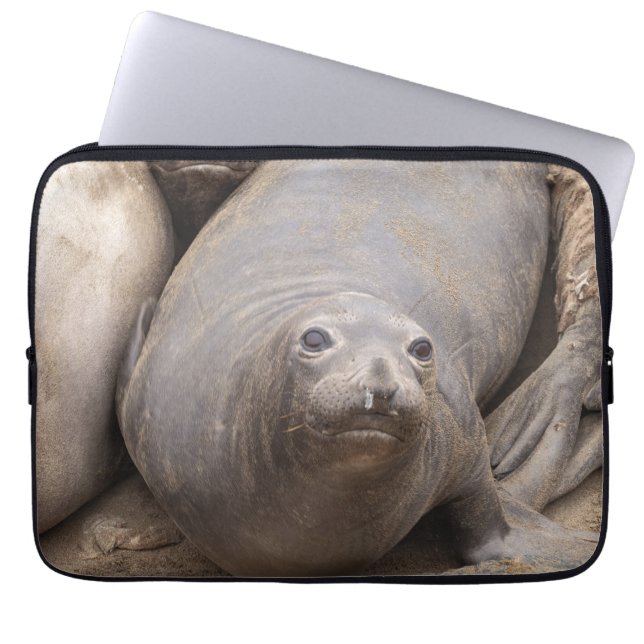 Elephant Seal Laptop Fodral (Framsidan)