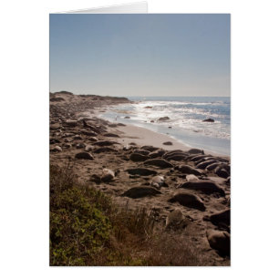 Elephant Seal OBS Kort